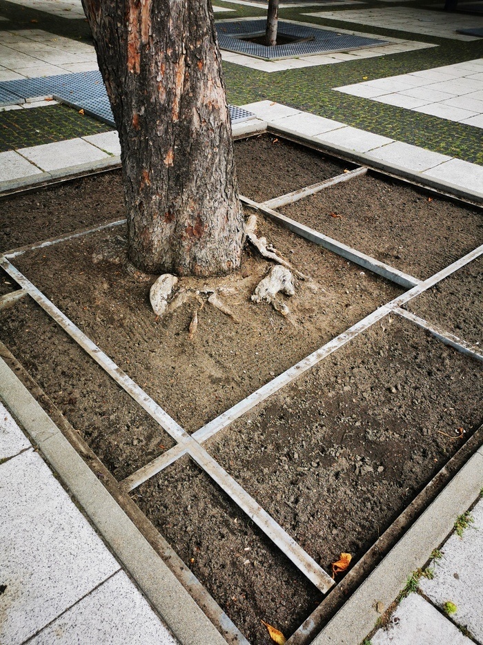 Plac Nowy Targ: nowe zielone ściany i dżdżownice na ratunek kasztanowcom