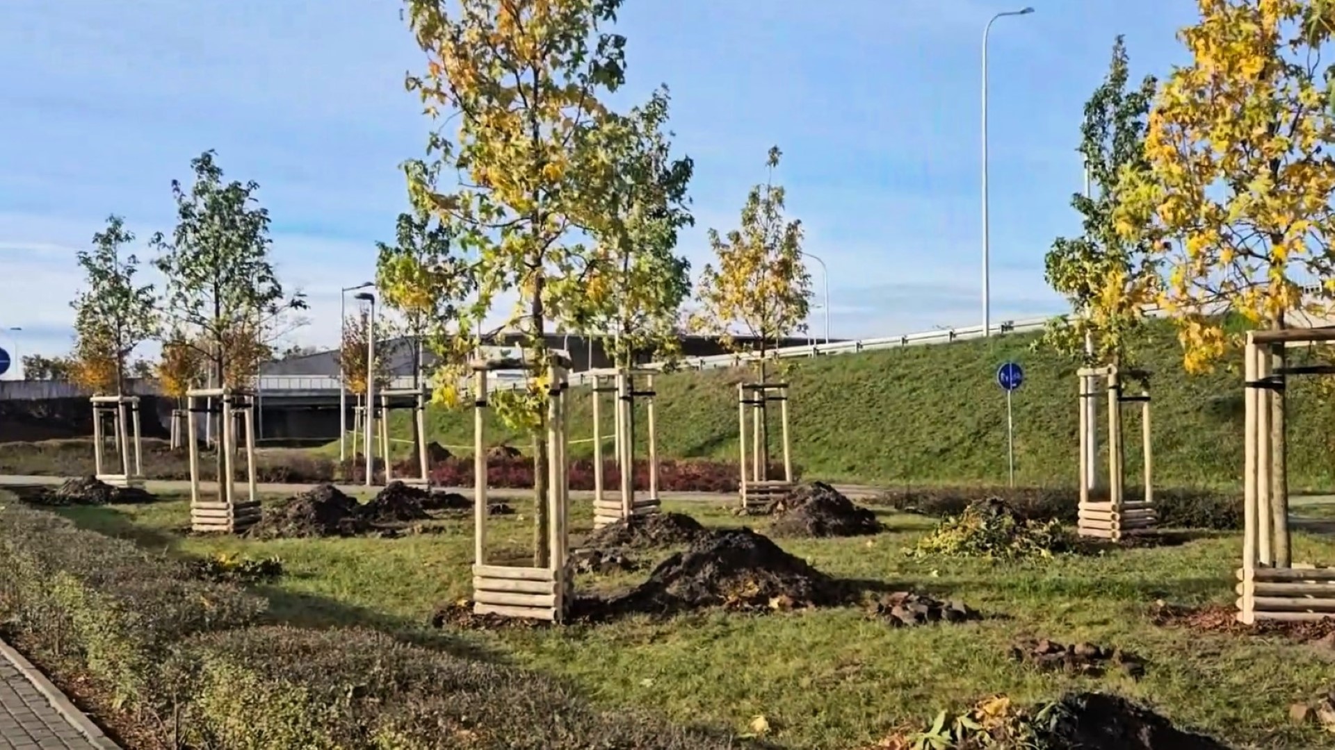 Powiększ obraz: Drzewa posadzone w pobliżu Tarczyński Arena.