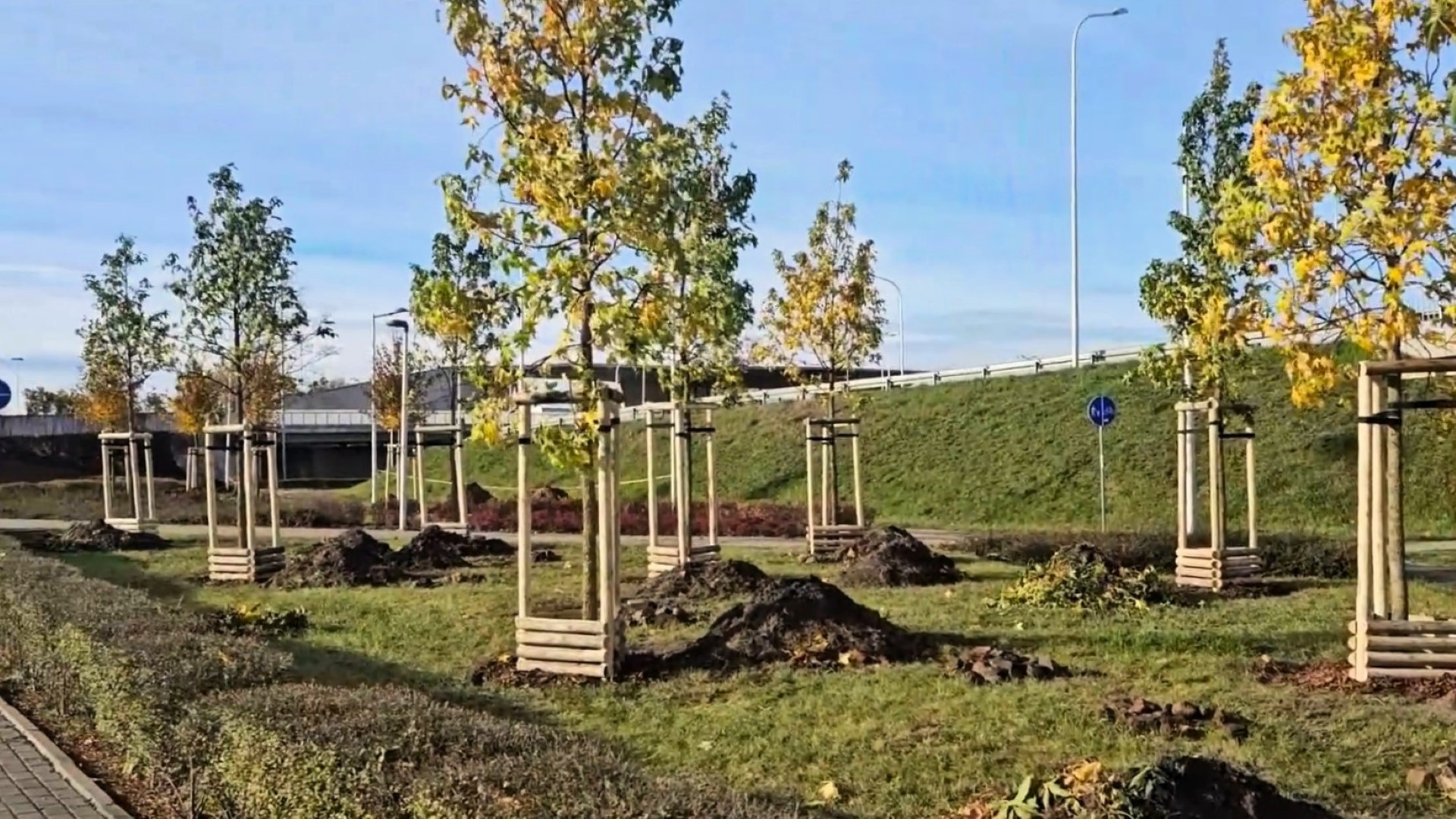 Drzewa posadzone w pobliżu Tarczyński Arena.