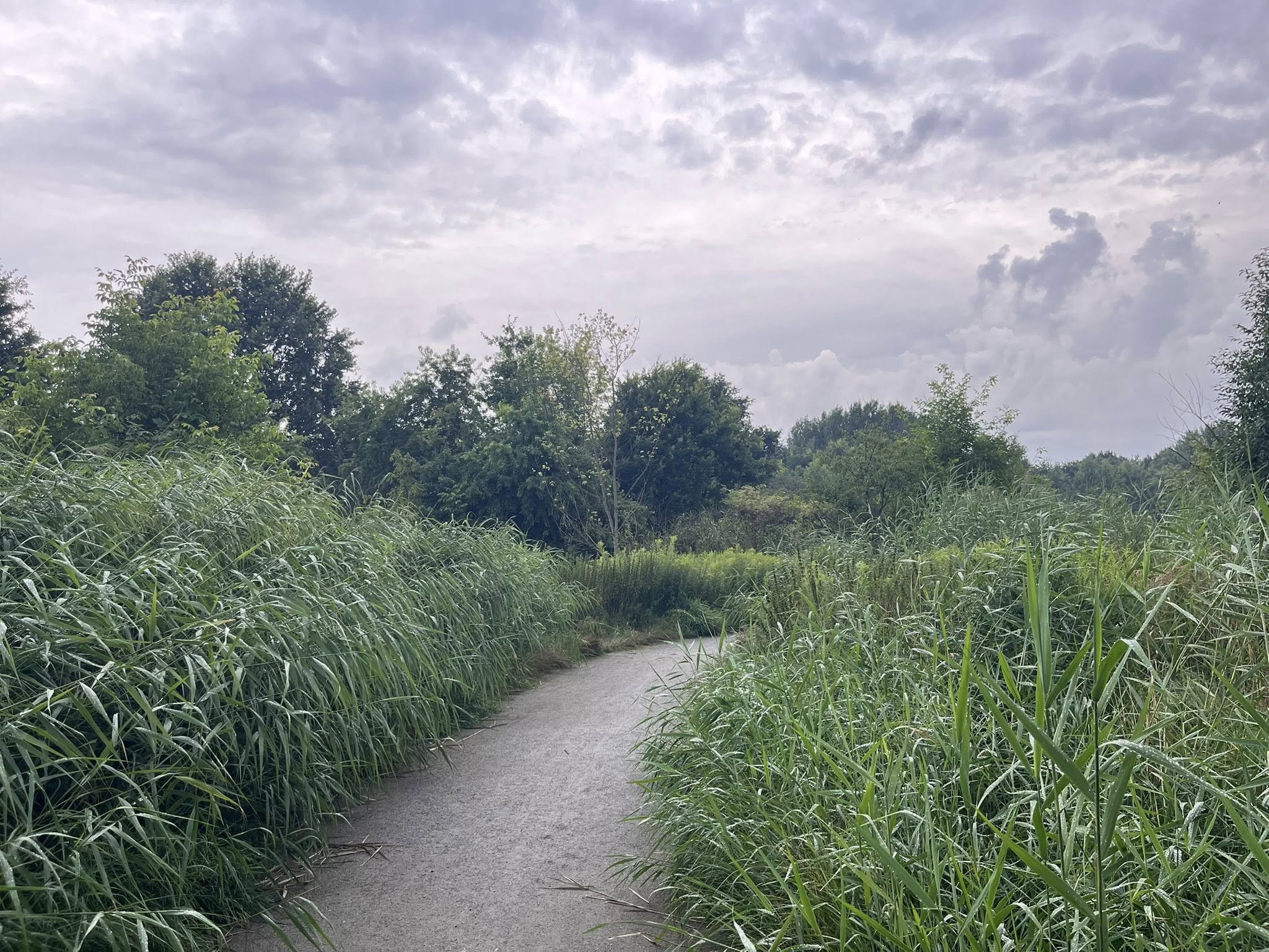 Park Krzycki