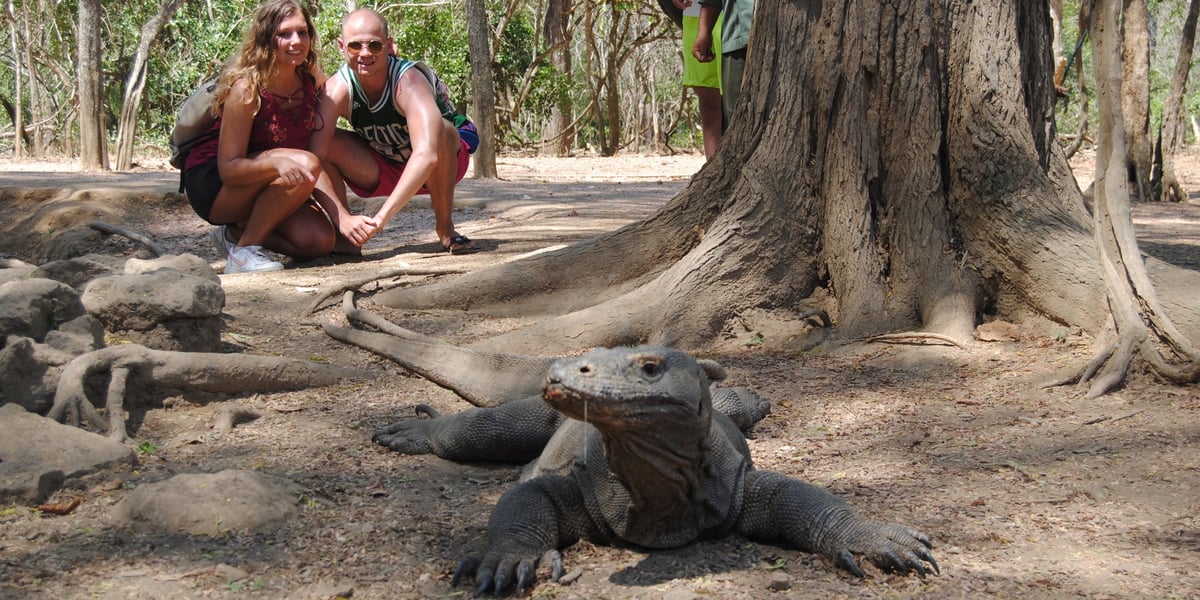 Endemiczny waran w naturalnym środowisku na Komodo