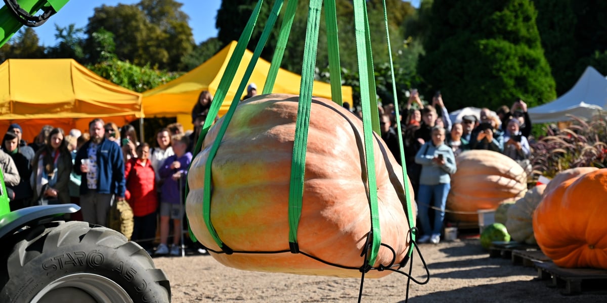 Ważenie dyni podczas XX Dolnośląskiego Festiwalu Dyni w Ogrodzie Botanicznym. Na zdjęciu wózek widłowy transportuje olbrzymia dynię na wagę. 