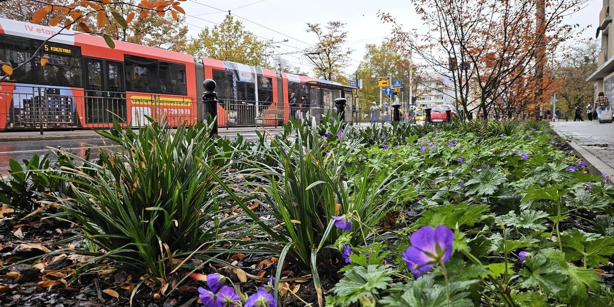 Krzewy świdośliwy oraz kwiaty i mniejsze rośliny na ul. Kołłątaja w rejonie  skrzyżowania z Podwalem.
