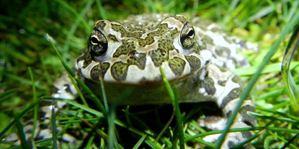 Ropucha zielona - jeden z płazów, jakie można spotkać we Wrocławiu