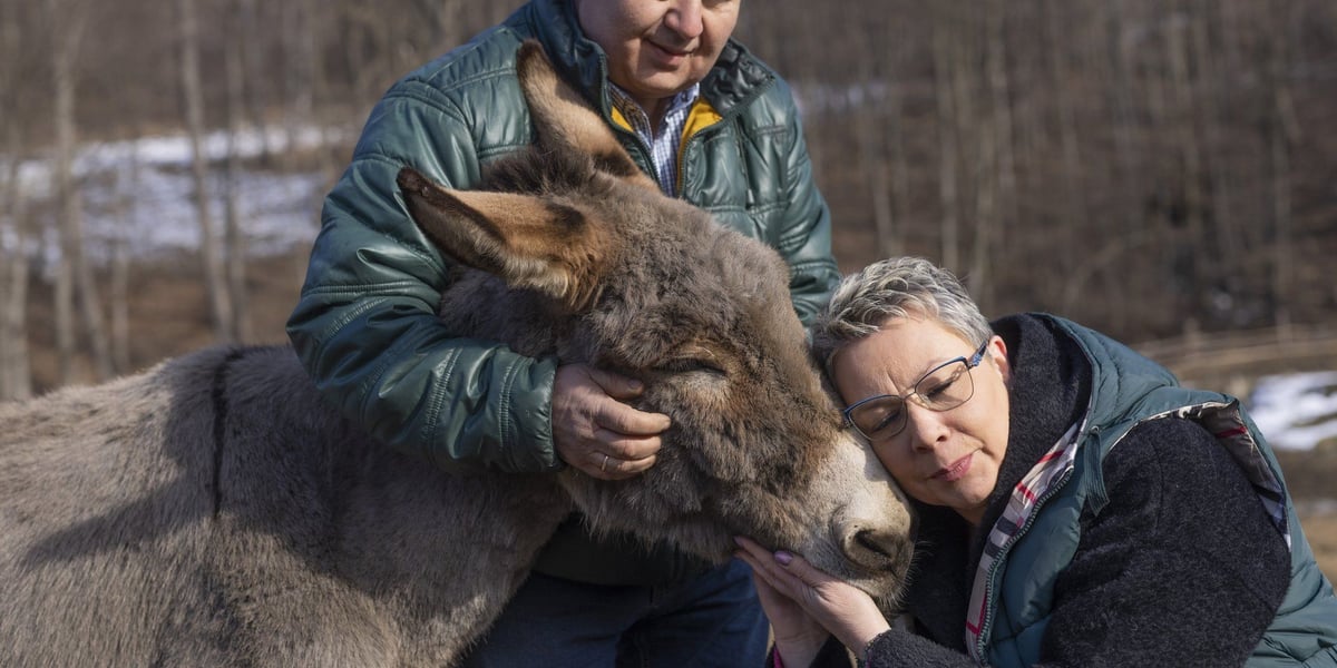 Na zdjęciu Krzysztof i Katarzyna Słupscy z osiołkiem Kubą, który zagrał w filmie "IO" Jerzego Skolimowskiego