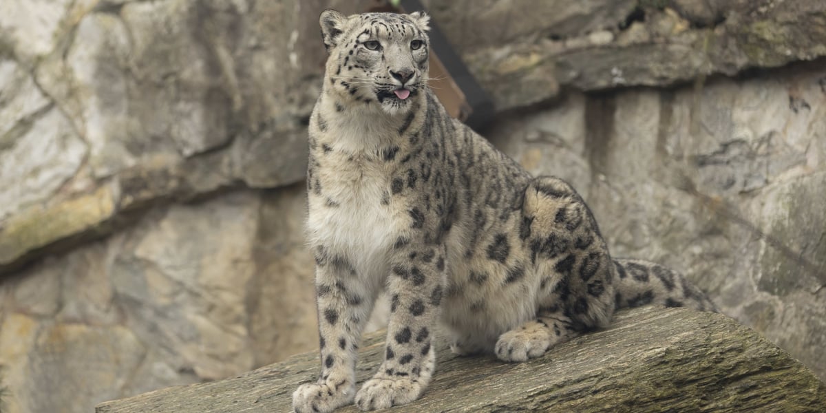 Na zdjęciu: pantera śnieżna siedzi na wybiegu we wrocławskim zoo 