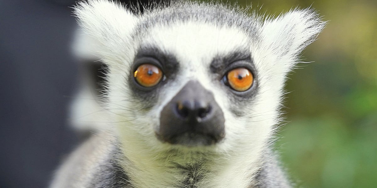 Pysk lemura katta