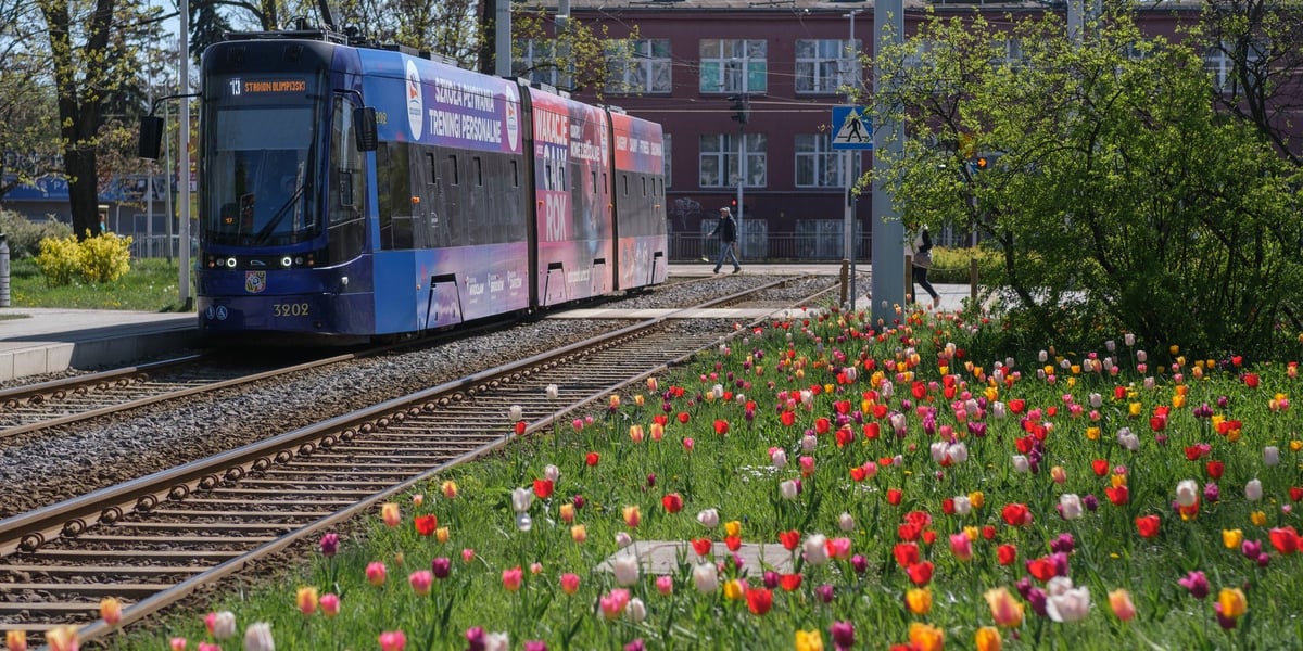 Łąka kwiatowa na Śrubowej, przy przystanku tramwajowym, po szynach jedzie tramwaj