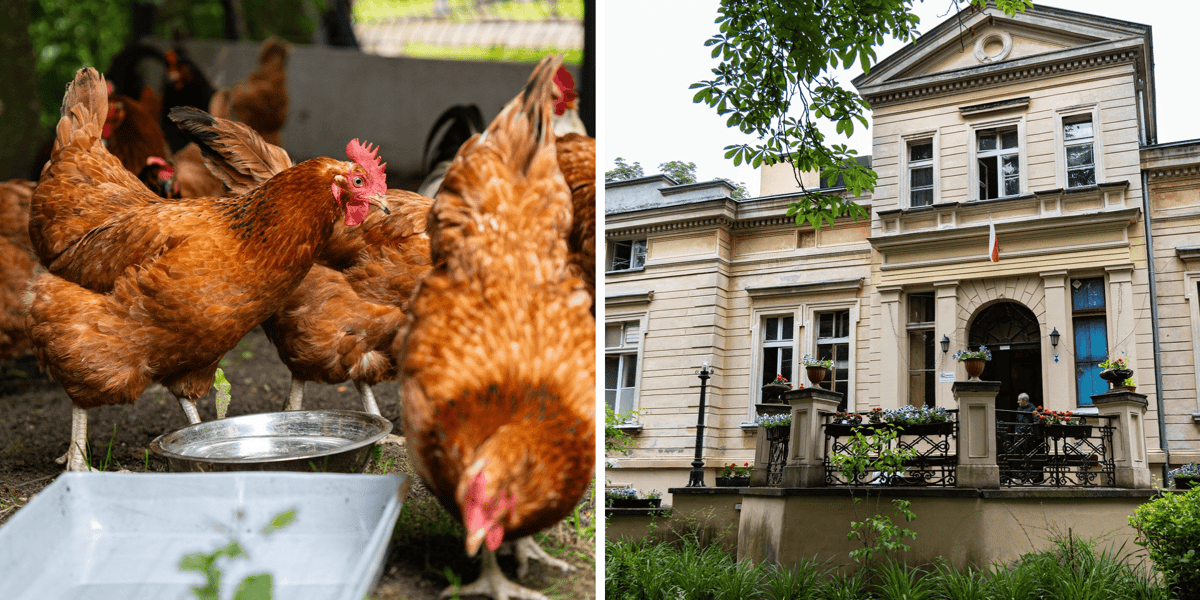 Kolaż 2 zdjęć: z lewej kury w swoim nowym kurniku, z prawej mieszczące się w dawnym pałacu Schronisko dla Bezdomnych Mężczyzn im. Świętego Brata Alberta w Szczodrem.