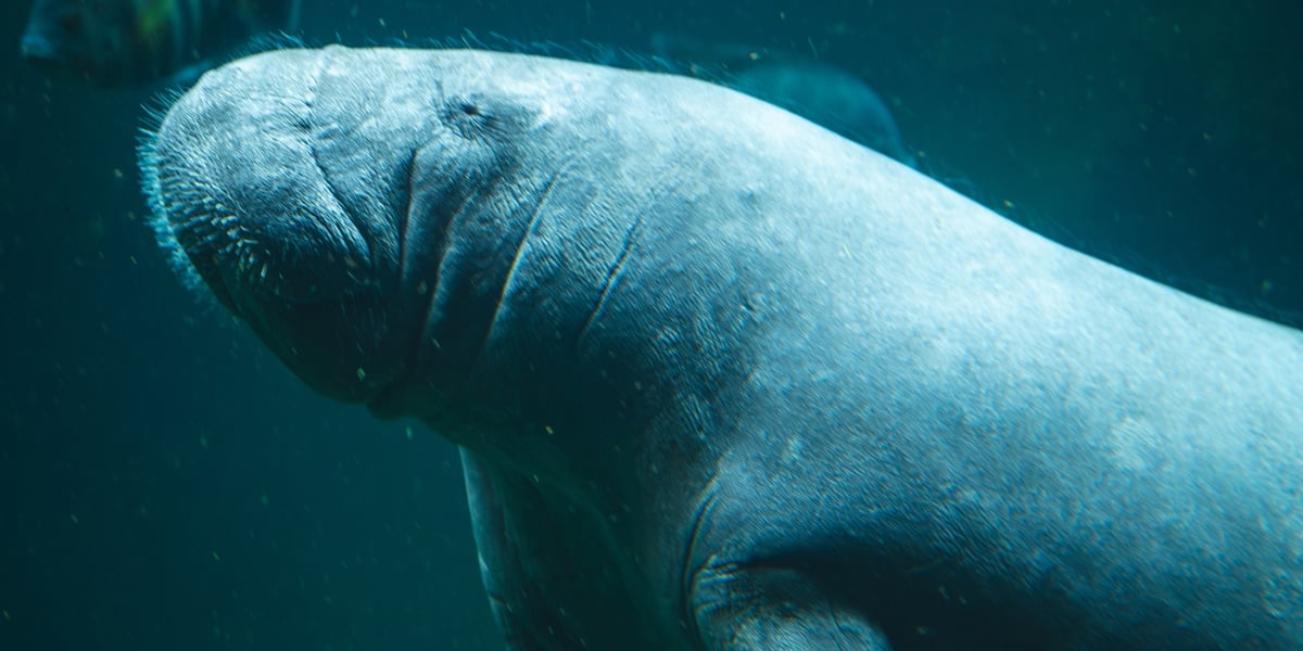 Manat mieszkający Afrykarium w ogrodzie zoologicznym we Wrocławiu