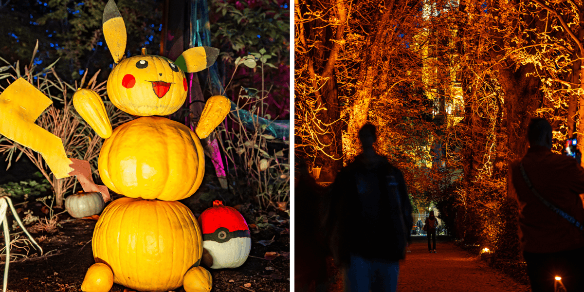Zestawienie 2 zdjęć: Dyniowe Iluminacje w Ogrodzie Botanicznym. Z lewej figura z dyni, z prawej podświetlone drzewa i zwiedzający