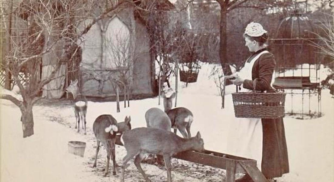 Kobieta karmi sarny we wrocławskim ZOO - zdjęcie archiwalne, przedwojenne