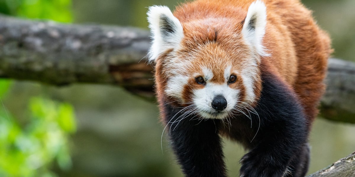 Na zdjęciu: panda ruda z wrocławskiego zoo