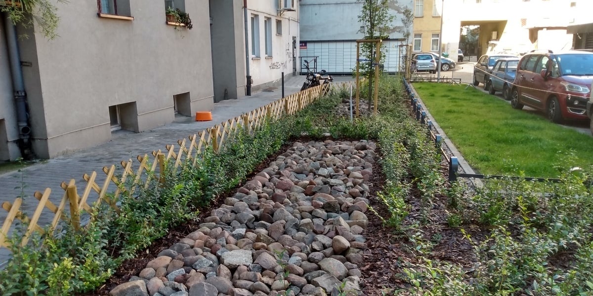 Na zdjęciu młode krzewy, trawnik i drzewo na odnowionym podwórku na Nadodrzu