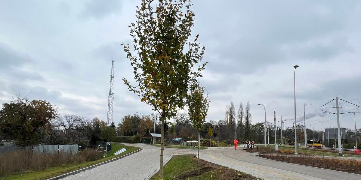 Na zdjęciu jedno z młodych drzew posadzonych w listopadzie 2022 roku wzdłuż budowanej linii tramwajowej na osiedle Popowice.
