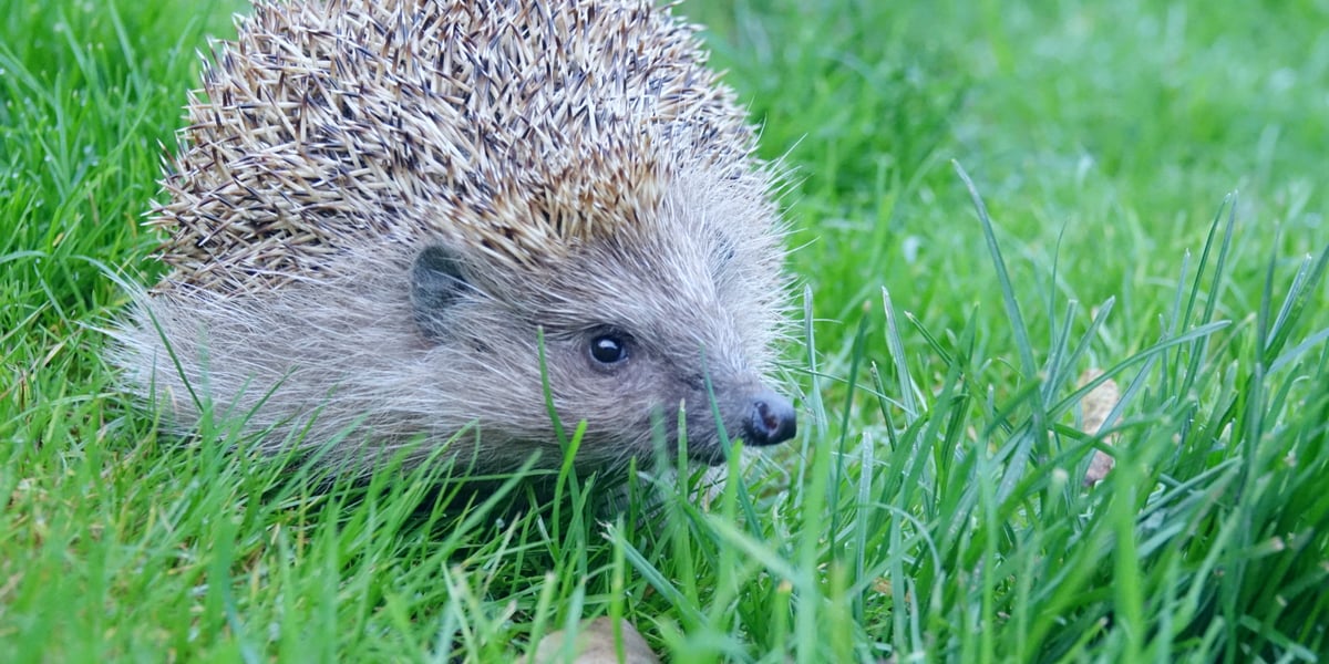 Nie tylko psy i koty potrzebują naszej pomocy, ale także jeże (na zdjęciu)