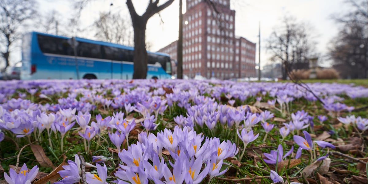 Oznaki wiosny we Wrocławiu i krokusy