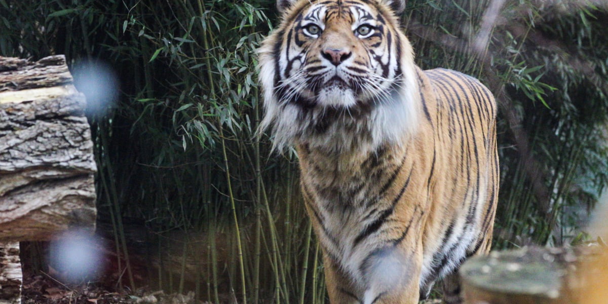 Na zdjęciu: Tygrys Tengah z wrocławskiego zoo, który obchodzi 14 lat 