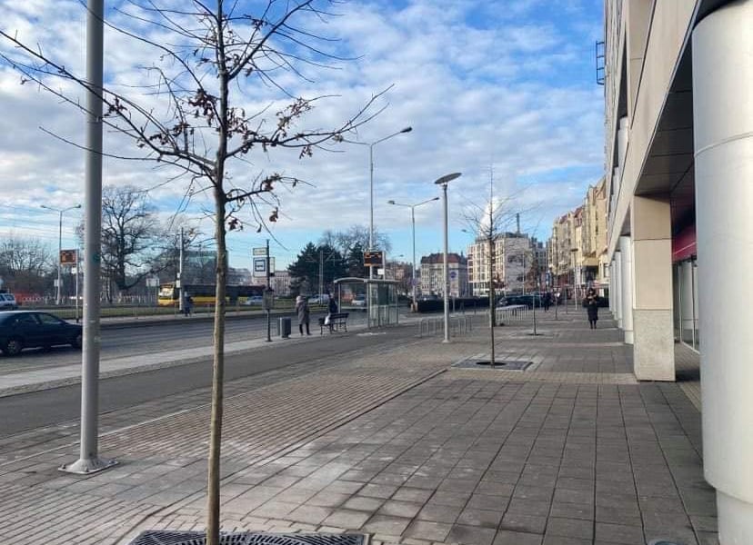 Drzewa dla Wrocławia – nasadzenia na terenach zabytkowych i w śródmieściu
