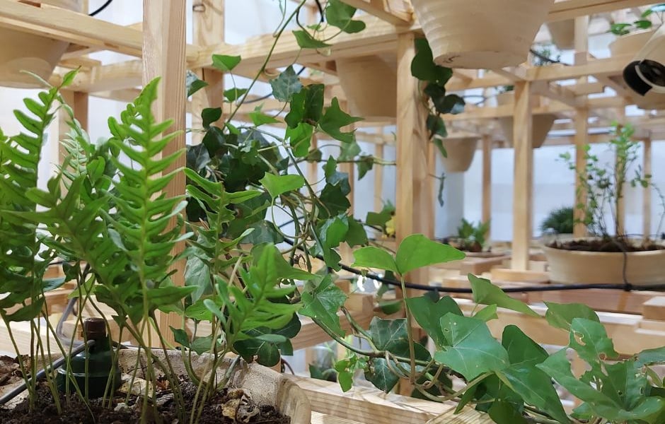 Trwa zbiórka roślin, które staną się częścią wystawy #GreenhouseSilentDisco