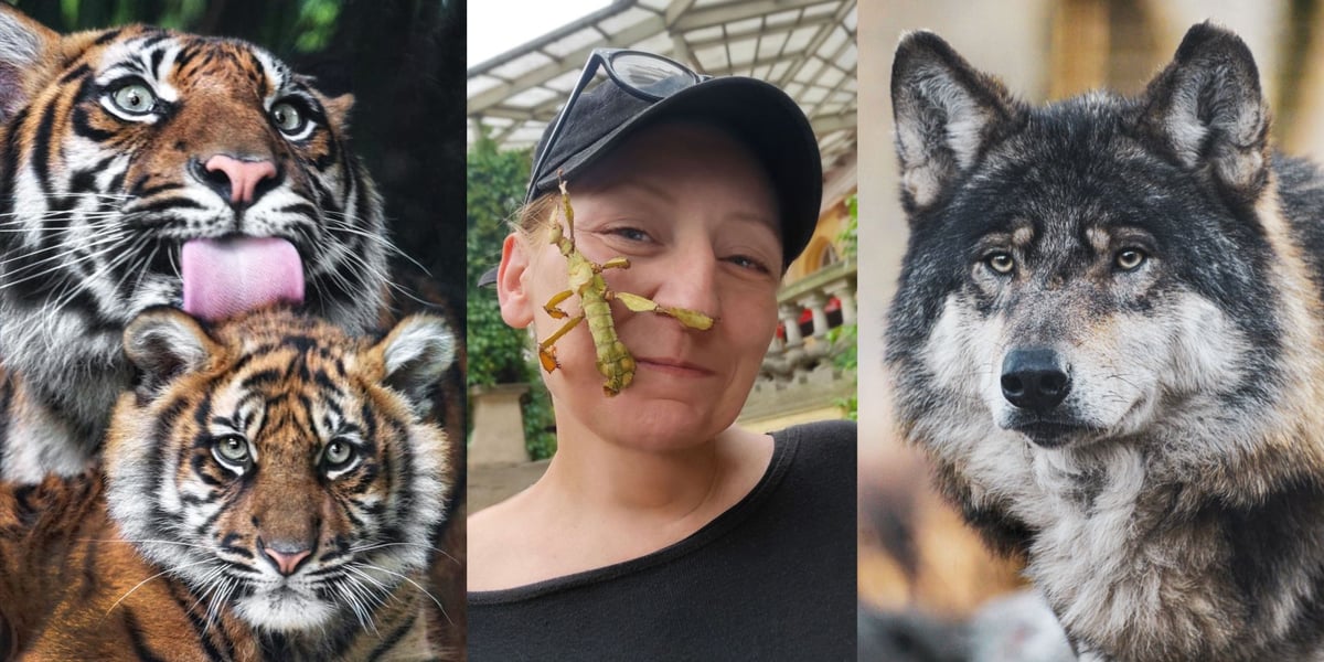 W środku Katarzyna Kulios z zielonym owadem na twarzy, z lewej dwie tygrysice, z prawej wilk
