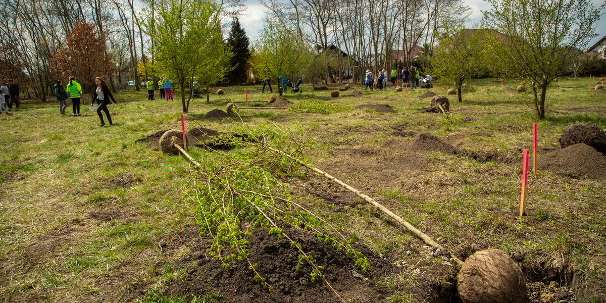 Park Brochowski i Na Skraju – rewitalizacja parków ma osiedlach: Brochów, Bieńkowice, Tarnogaj, Jagodno, Księże Wielkie