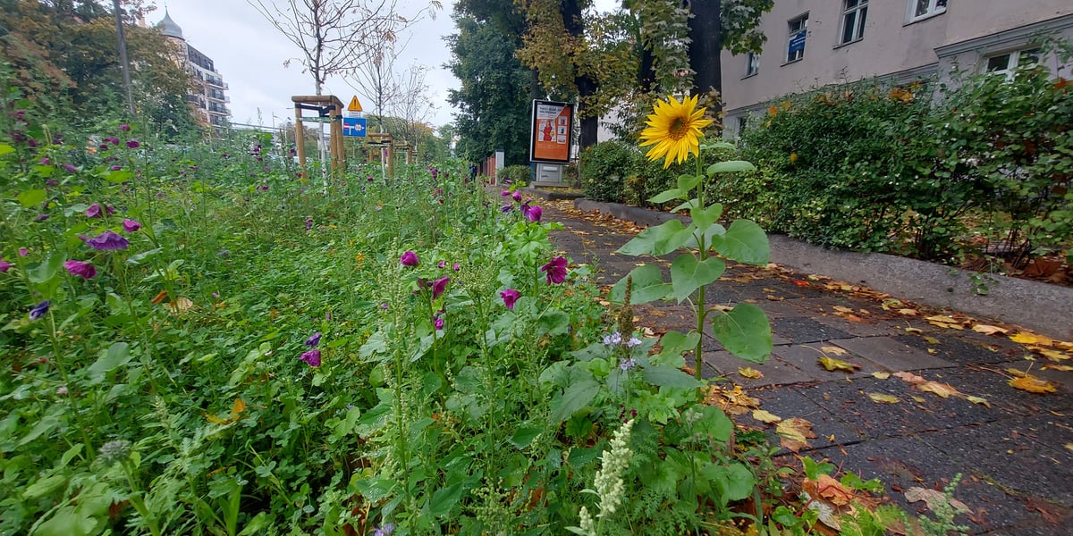 Zielone Nadodrze – wykonanie pasu drogowego przy pl. Staszica oraz nasadzenia zieleni