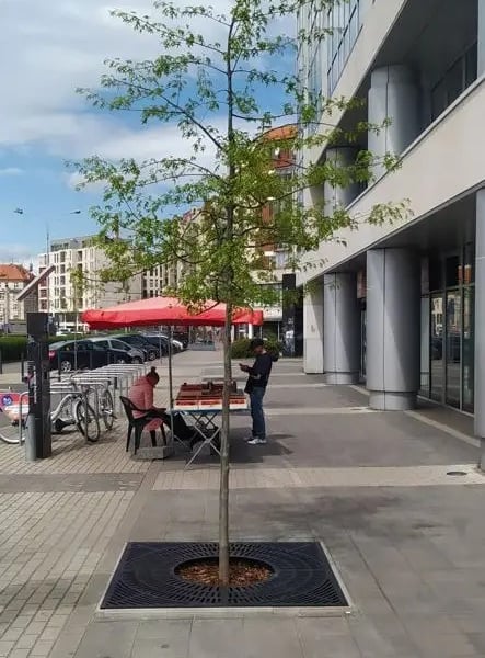 Drzewa dla Wrocławia – nasadzenia przy pl. Bema