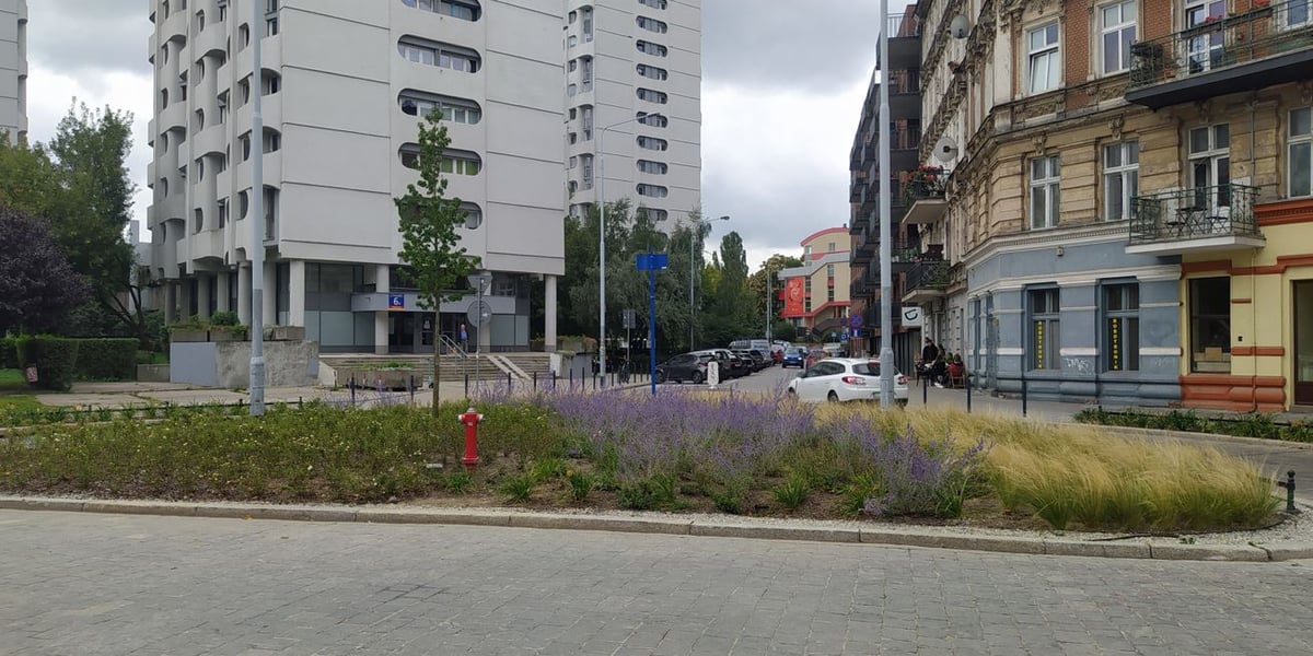 Drzewa dla Wrocławia – nasadzenia na terenach zabytkowych i śródmieściu – etap I ul. Polaka