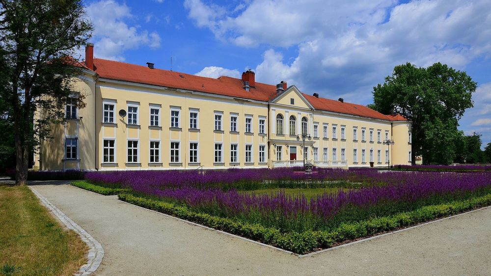 Brzeg Dolny, pałac von Hoymów