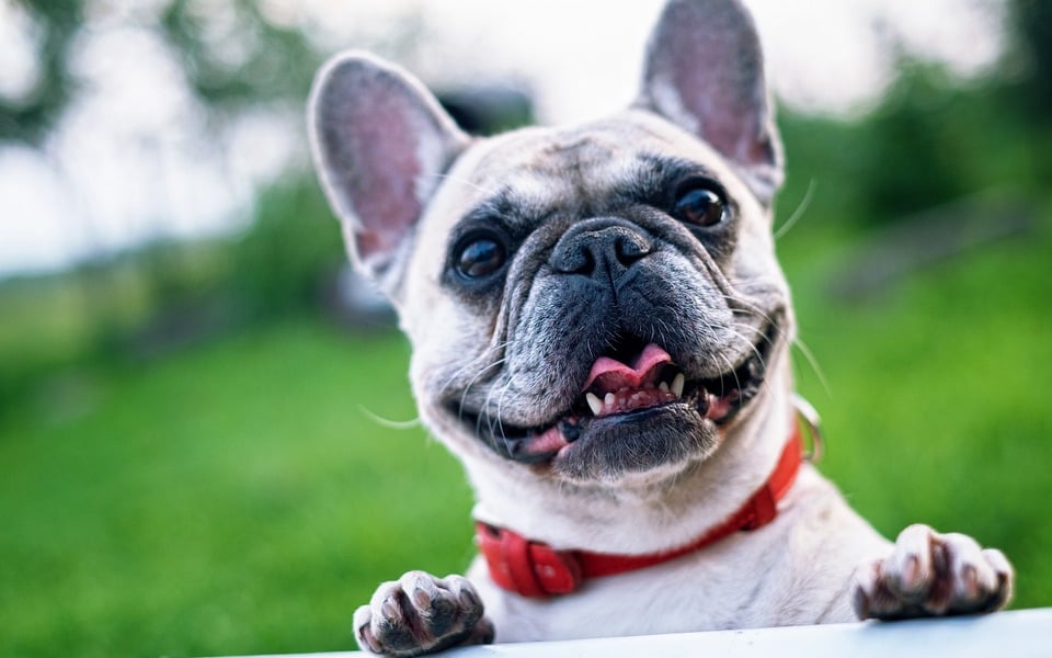 Buldog francuski