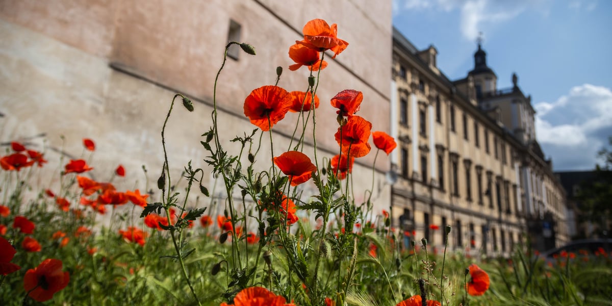 Maki wyrosły na działce budowlanej przy Uniwersytecie Wrocławskim 