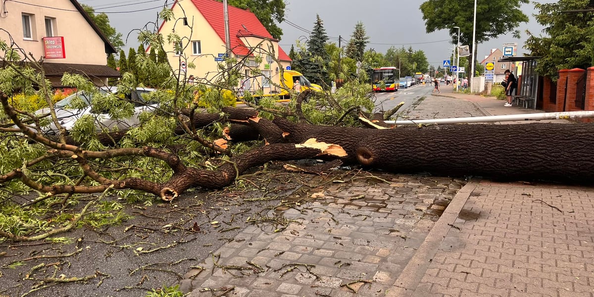 Powalone drzewo na Strachocinie