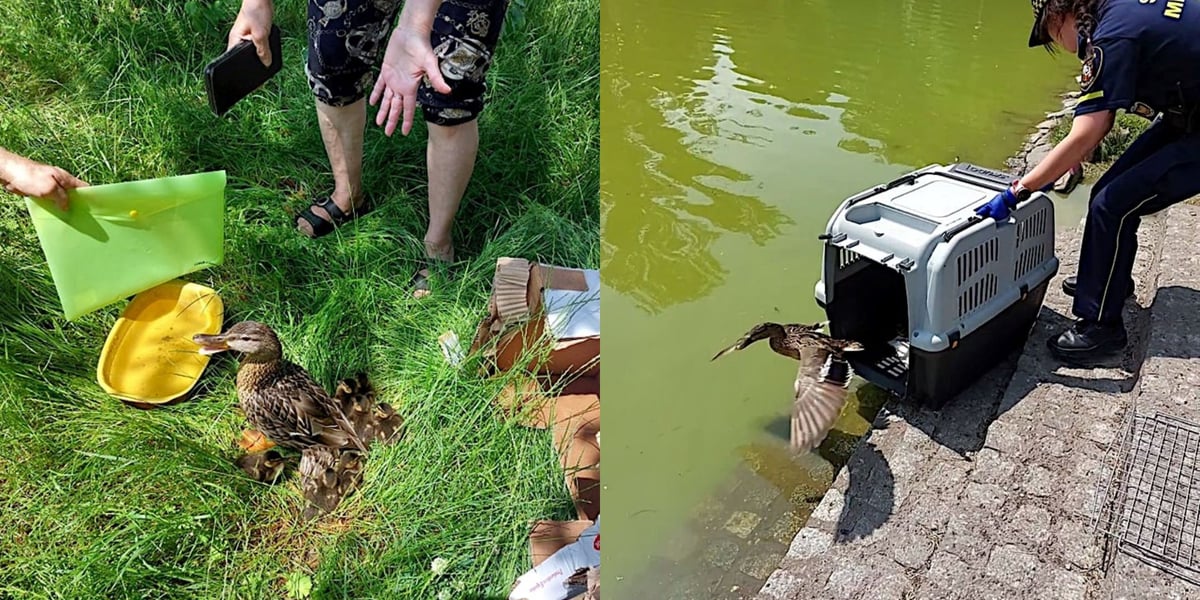 Uratowane kaczki od razu zażyły kąpieli w stawie w parku Tołpy. 