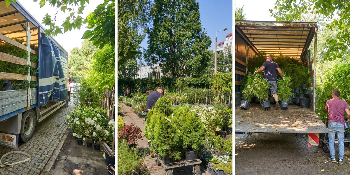 Pracownicy sklepu przy ogrodzie botanicznym we Wrocławiu pakują rośliny na TIR-a