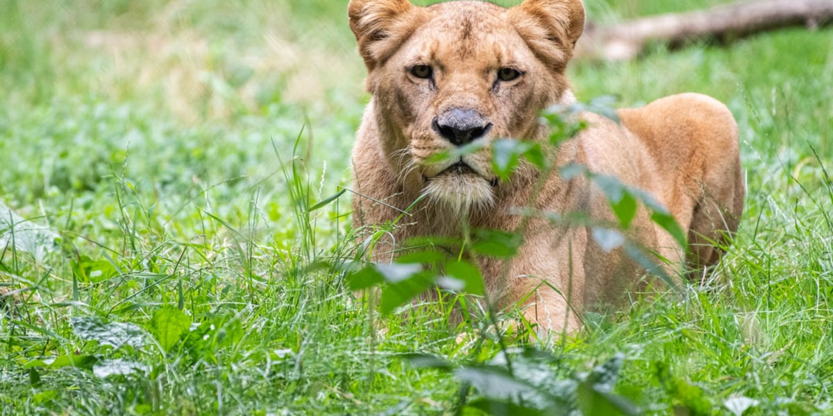 Lwica Okavango na wybiegu we wrocławskim zoo