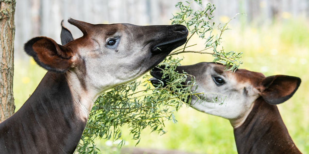Okapi - zagrożony gatunek, który chce ratować wrocławskie zoo