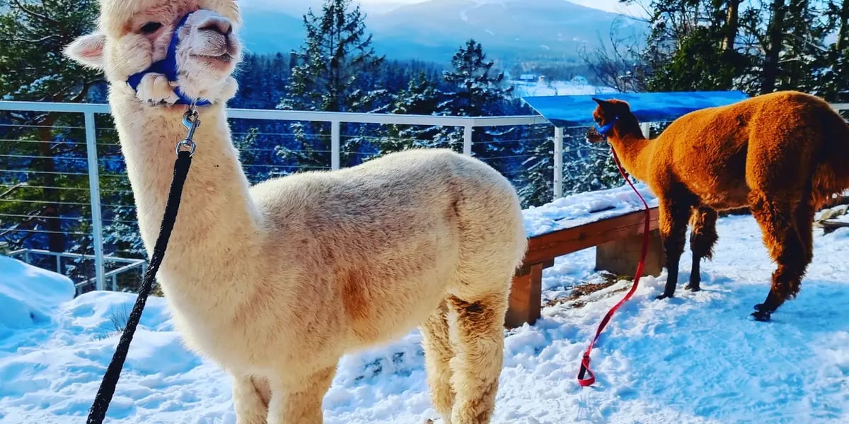 Spacer z alpakami na Dolnym Śląsku