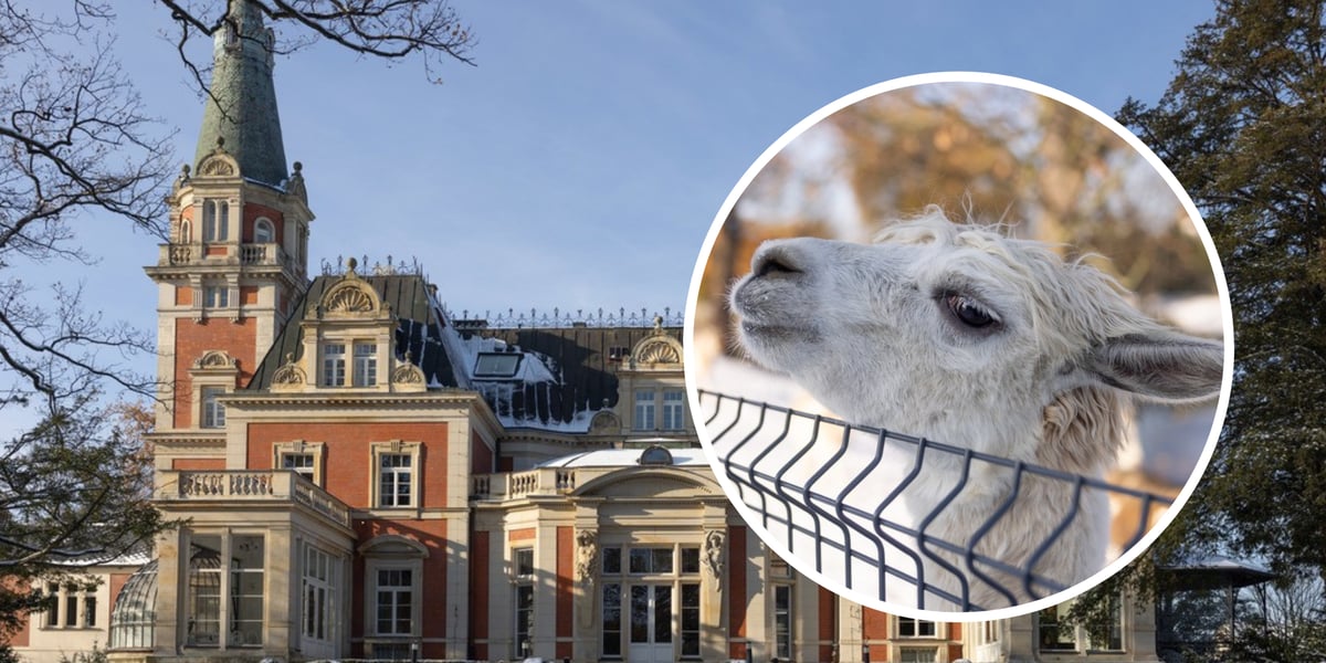 Pałac Kornów w Pawłowicach (zdjęcie główne), lama w minizoo na terenie kompleksu pałacowo-folwarcznego
