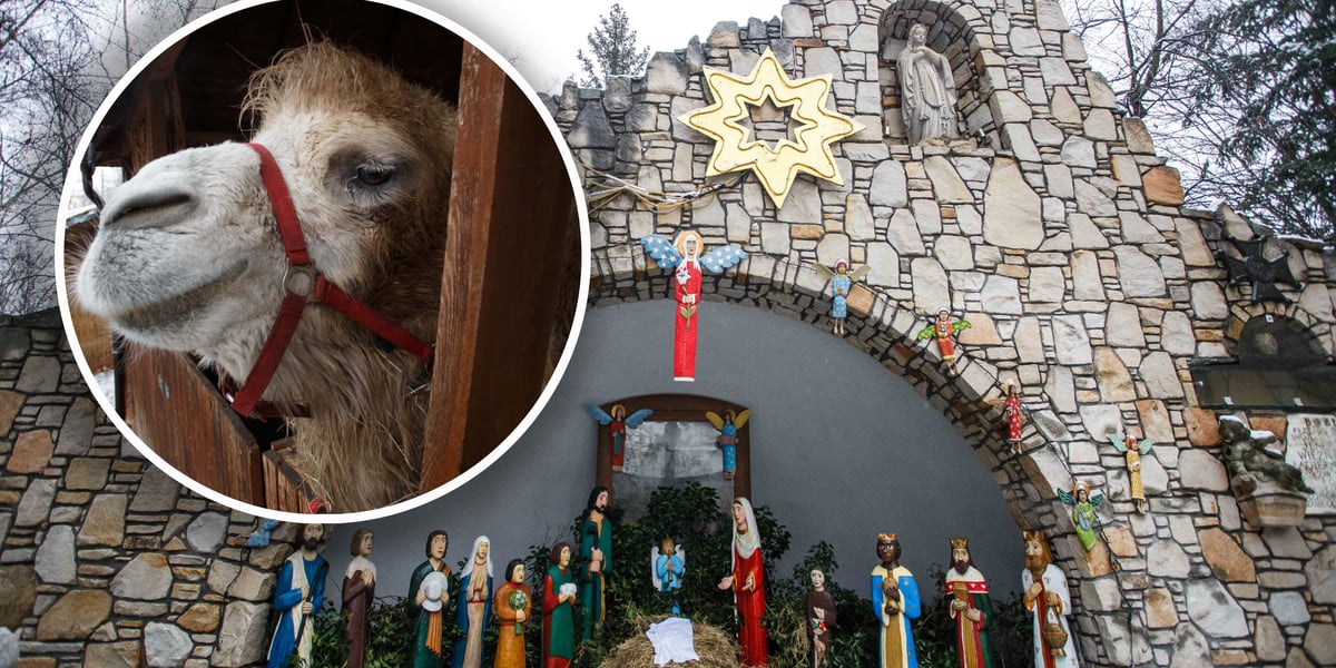 Żywa szopka przy ul. Wittiga, w kółku wielbłąd