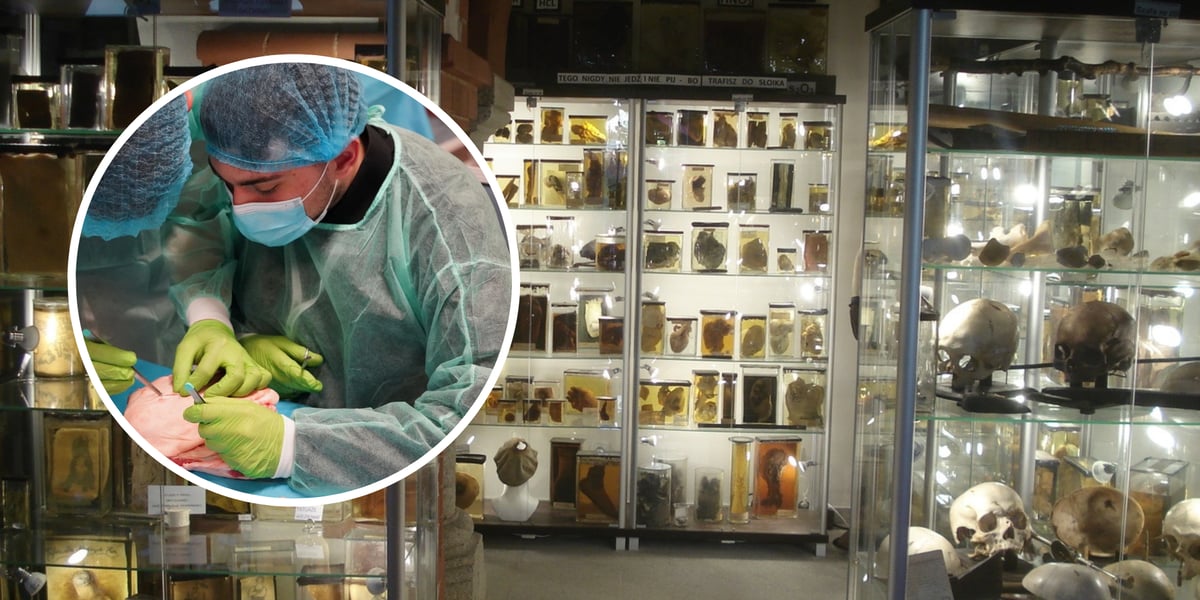 Półki w Muzeum Medycyny Sądowej Uniwersytetu Medycznego (zdjęcie główne), medycy uczący się szyć (zdjęcie w kółku)