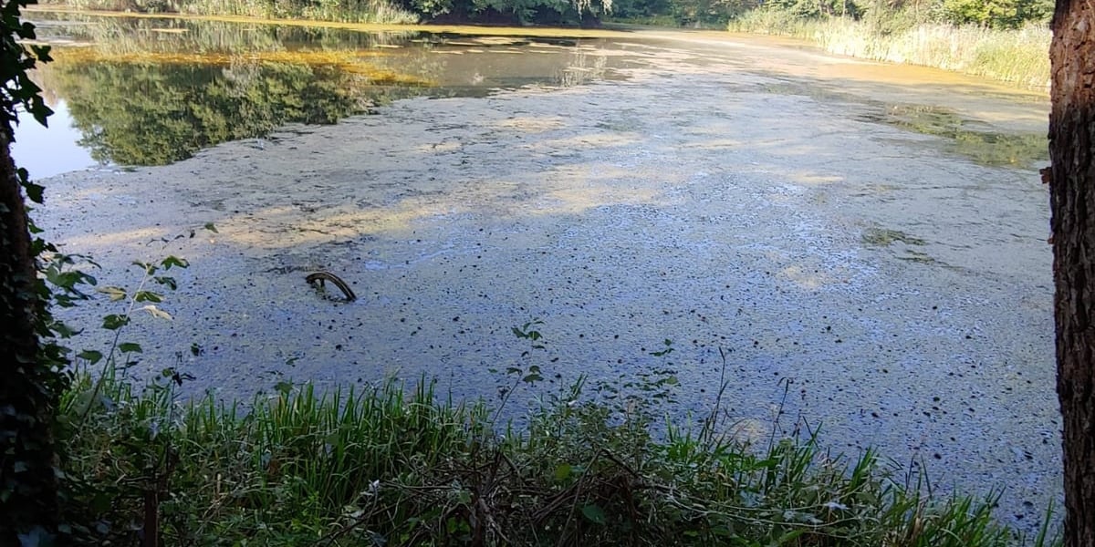 Poprawa warunków fizykochemicznych zbiornika Pawłowickiego znajdującego się pomiędzy ulicami: Pawłowicką, Jeziorową i Sasankową”