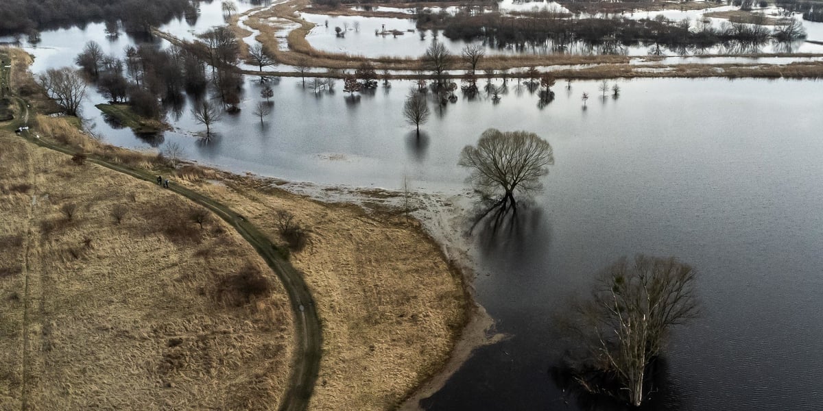 Rozlewisko Widawy, drzewa stoją w wodzie, widok z góry