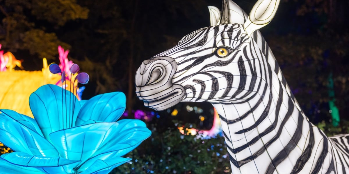 Wystawa Garden of Lights "Dzika Afryka". Z lewej podświetlana zebra