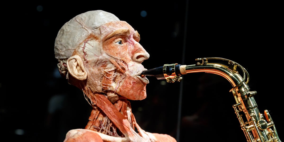 Model ludzkiego ciała z Plastinarium. Zdjęcie ilustracyjne
