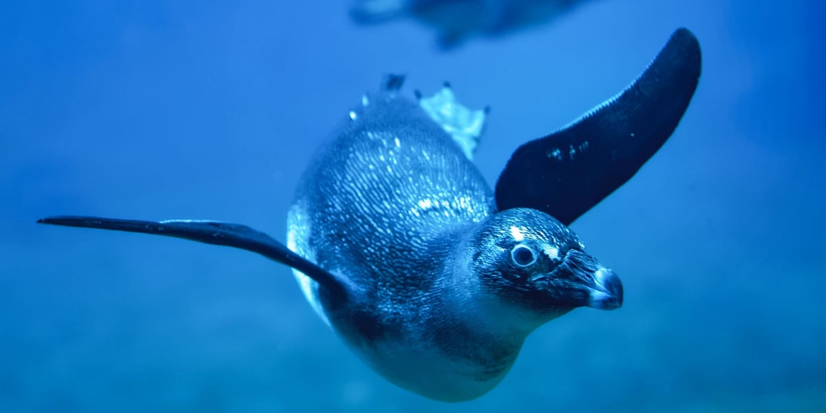 Pingwin z wrocławskiego zoo