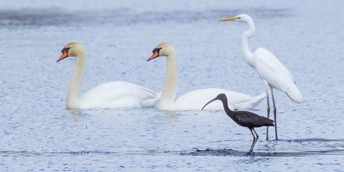 Ibis kasztanowaty w Rudzie Sułowskiej w Dolinie Baryczy