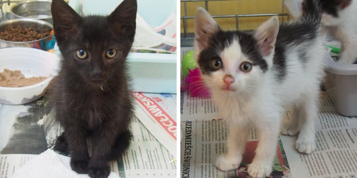 Kocięta do adopcji z wrocławskiego schroniska