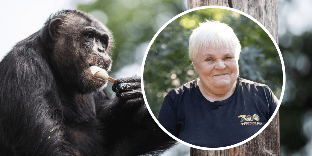 Kolaż dwóch zdjęć: w kółku pani Elżbieta Gajewska, która od 50 lat opiekuje się małpami we wrocławskim zoo, w tle jeden z jej podopiecznych
