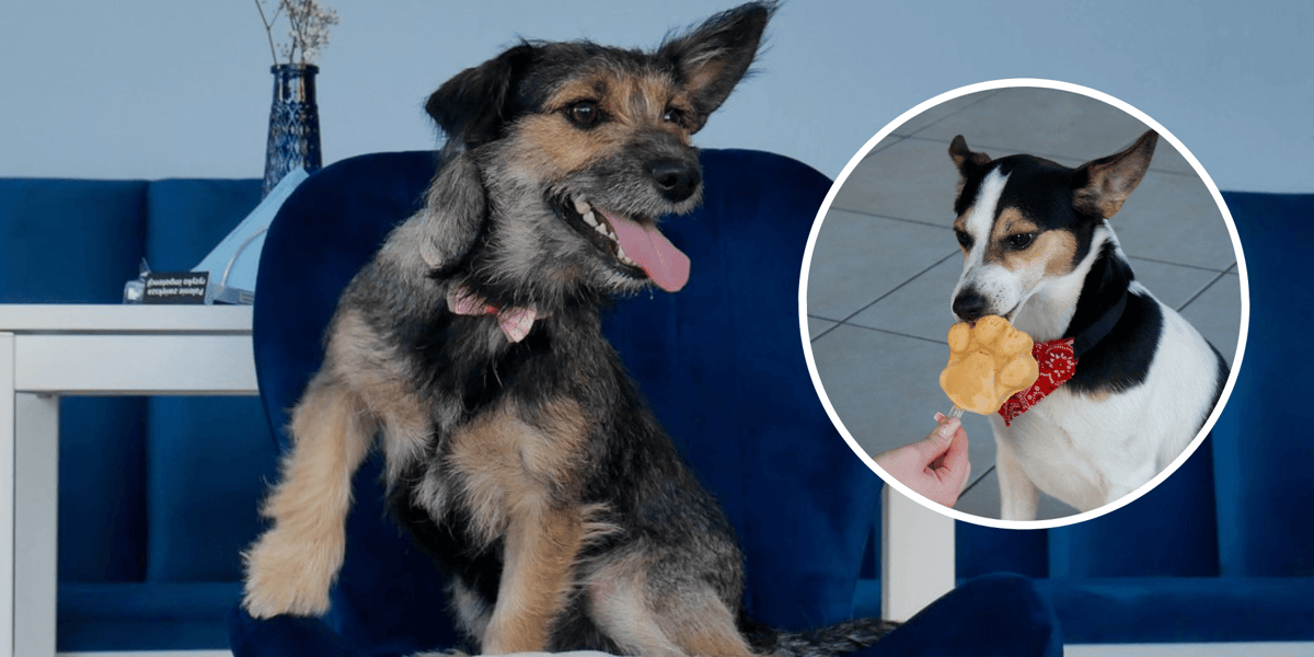 Pies siedzący na krześle w kawiarni Cake Dogs (zdjęcie główne); w kółku z prawej pies, który je lody